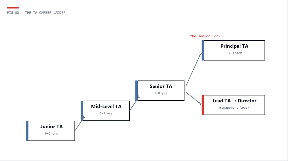 Career ladder diagram from junior TA to principal or director